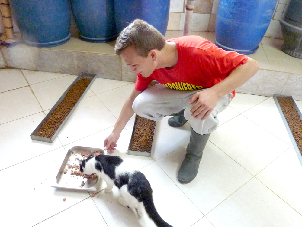 Animal care - Cat sanctuary, Malta - Everything Is PossibleEverything Is  Possible