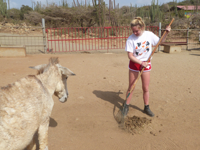 aruba donkey